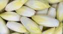 Endives blanche