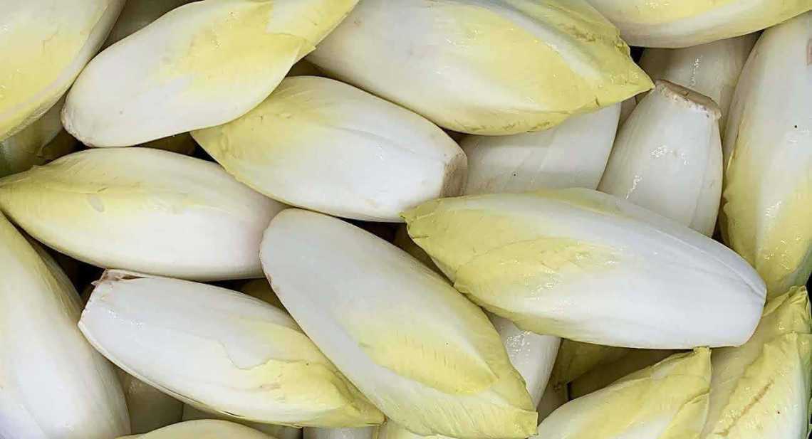 Endives blanche