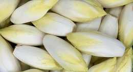 Endives blanche
