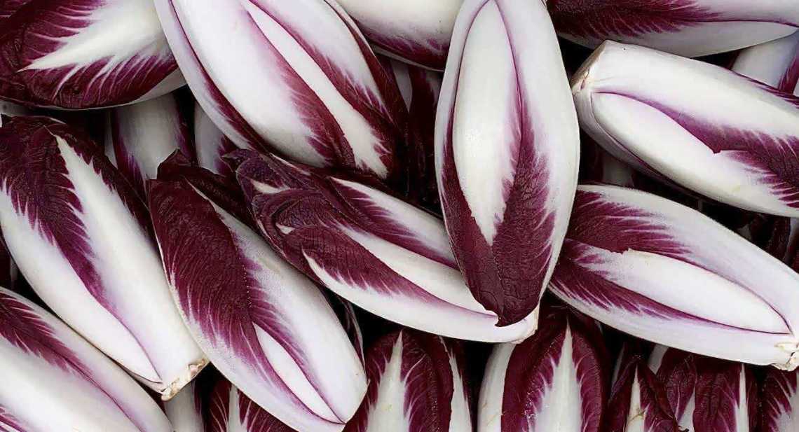 Endives Rouge