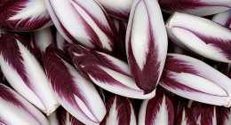 Endives Rouge