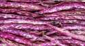 Haricots Paimpol