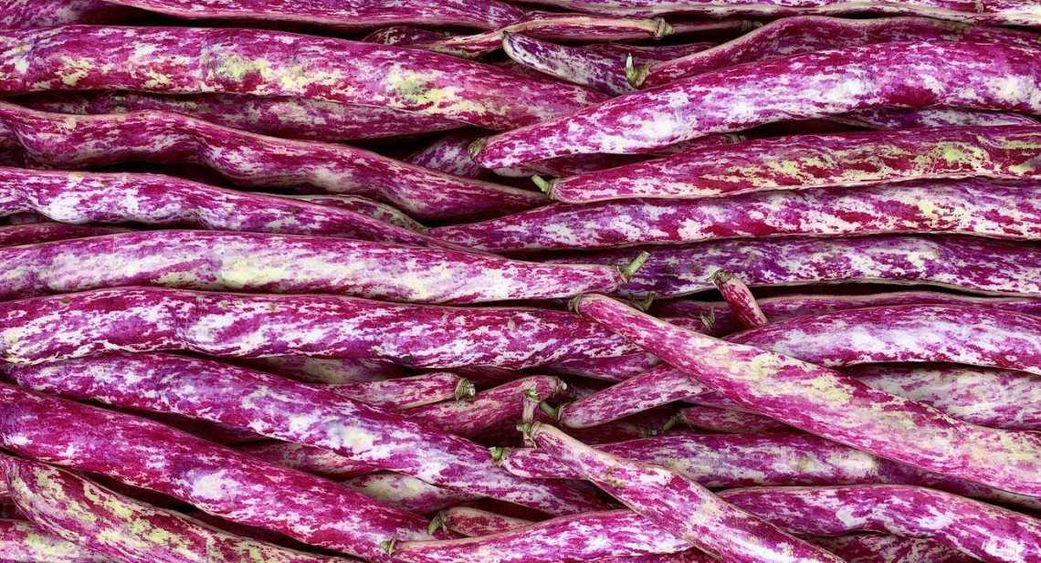 Haricots Paimpol