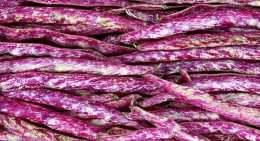 Haricots Paimpol