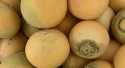 Navets boule d'or