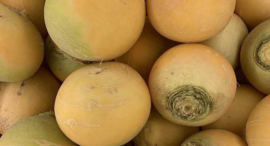 Navets boule d'or