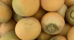 Navets boule d'or