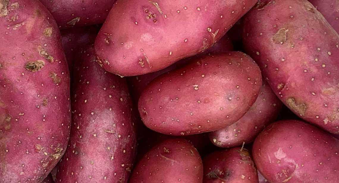 Pommes de terre Rubis