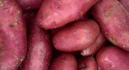 Pommes de terre Rubis