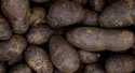 Pommes de terre Vitelotte