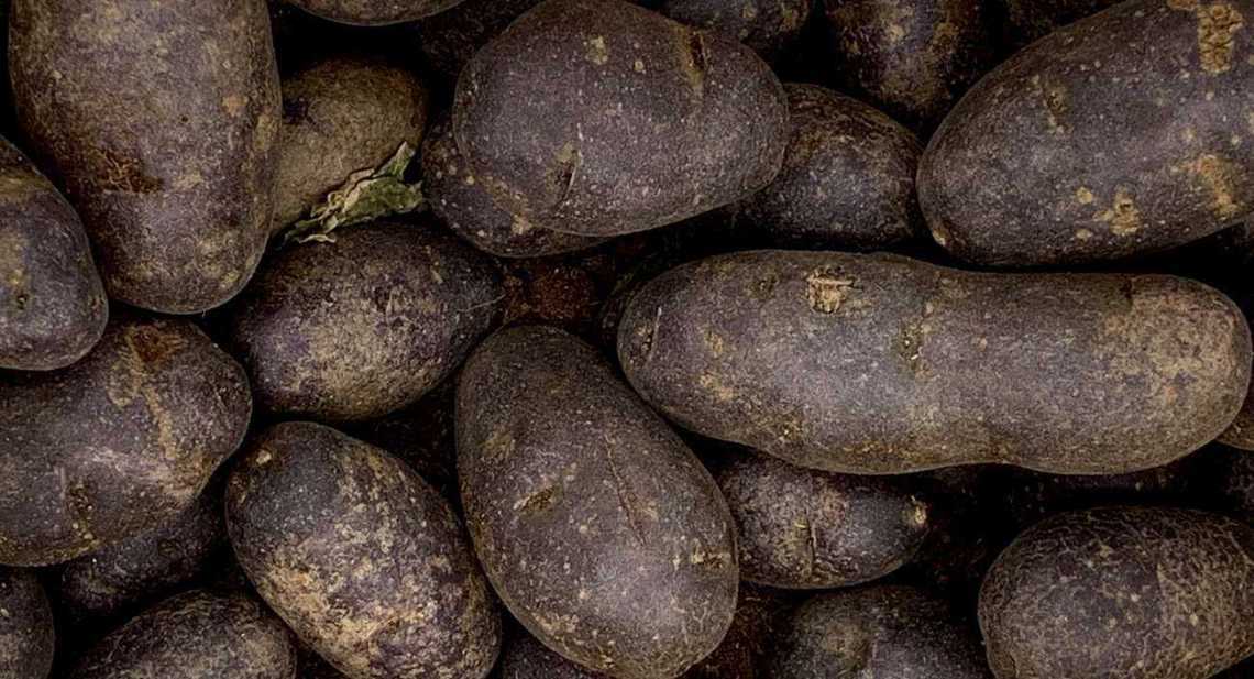 Pommes de terre Vitelotte