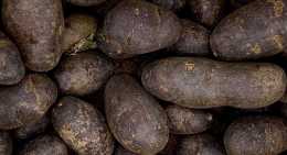 Pommes de terre Vitelotte