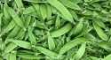 Petits pois mangetout