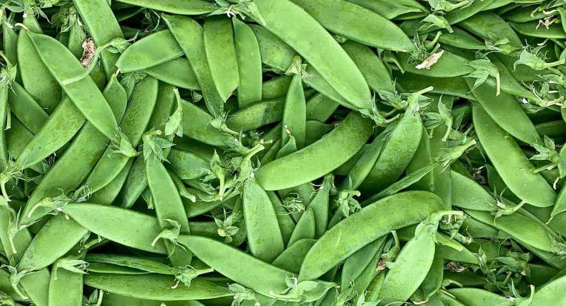 Petits pois mangetout