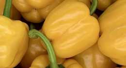 Poivrons Jaune