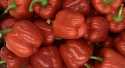 Poivrons Rouge