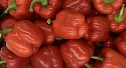 Poivrons Rouge