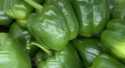 Poivrons Vert