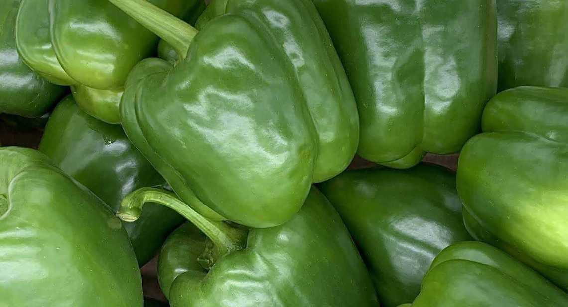 Poivrons Vert