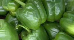 Poivrons Vert