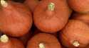 Potimarrons