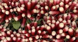 Radis Rose