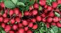 Radis Rouge