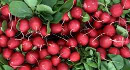 Radis Rouge