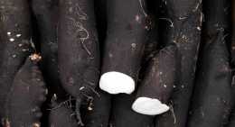 Radis Noir