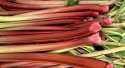 Rhubarbes