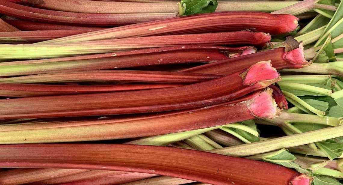 Rhubarbes