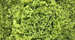 Salades Batavia verte