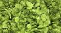 Salades Feuille de chêne verte