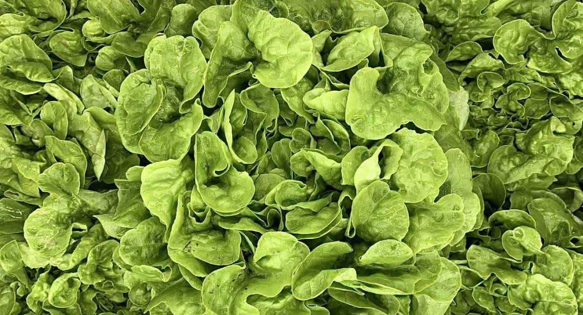 Salades Feuille de chêne verte