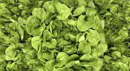 Salades Feuille de chêne verte