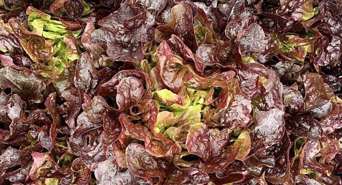 Salades Feuille de chêne rouge