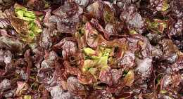 Salades Feuille de chêne rouge