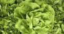 Salades Laitue verte