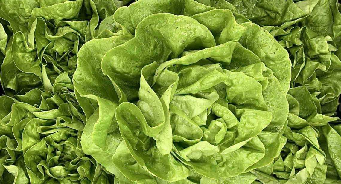 Salades Laitue verte
