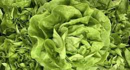 Salades Laitue verte