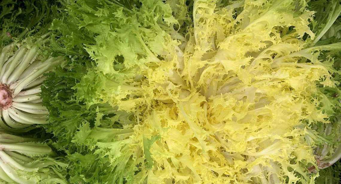 Salades Frisée