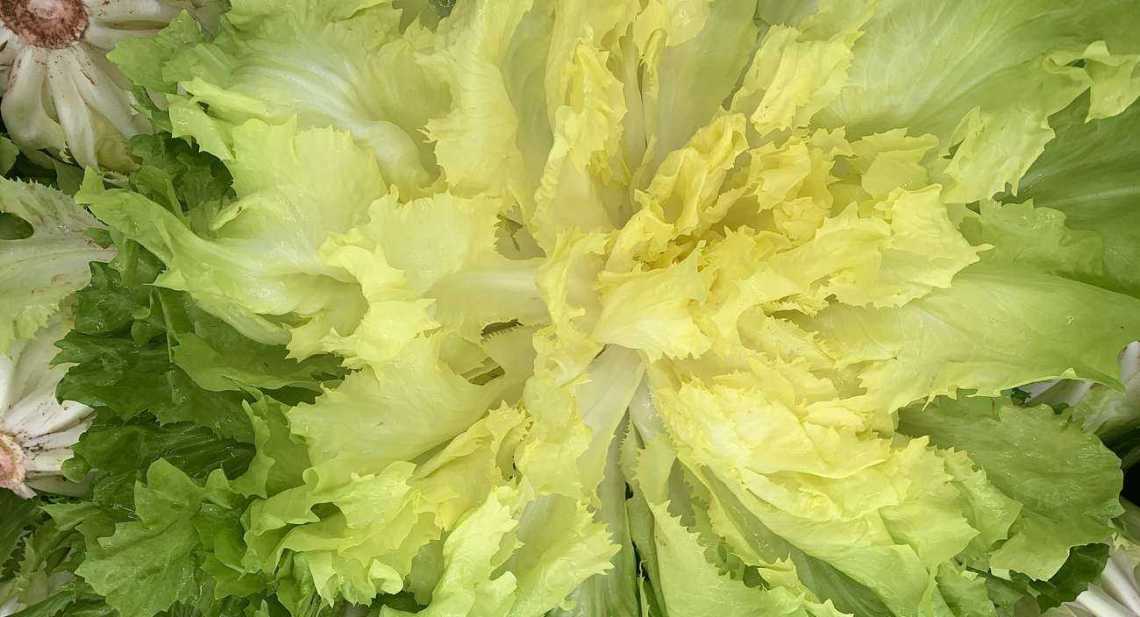 Salades Scarole