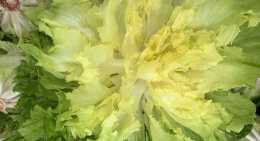 Salades Scarole