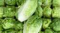 Salades Sucrine