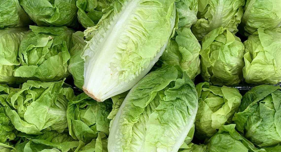 Salades Sucrine
