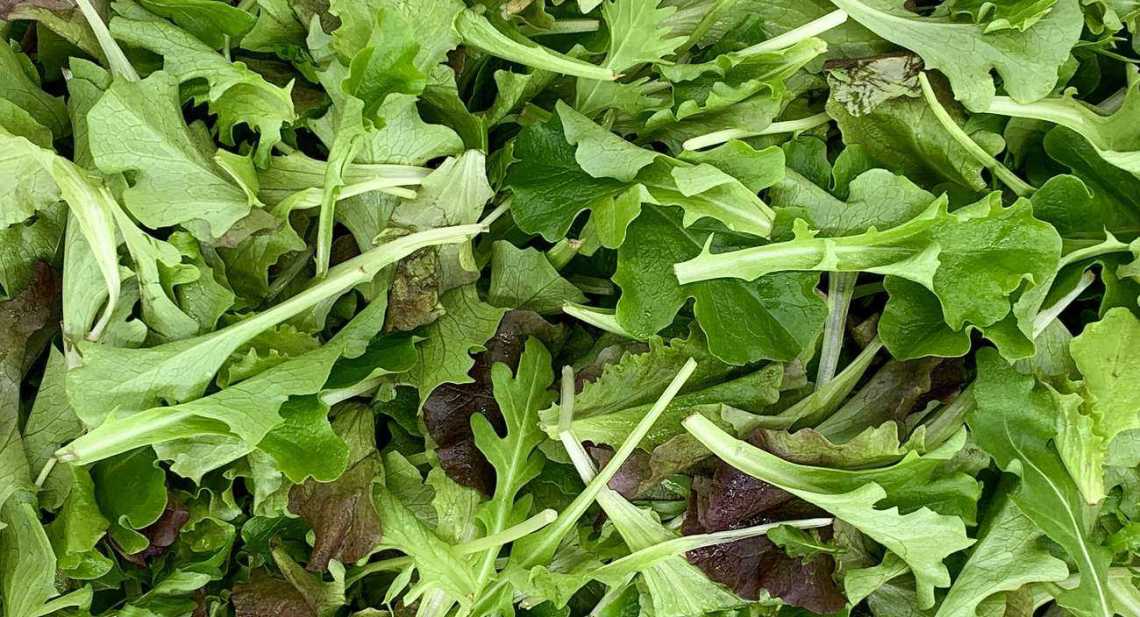 Salades Jeunes pousses