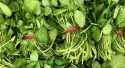 Salades Cresson