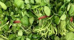 Salades Cresson