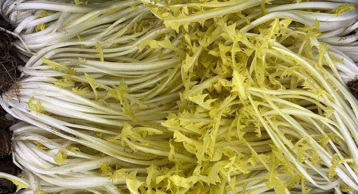 Salades Pissenlit blanc