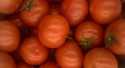 Tomates Ronde
